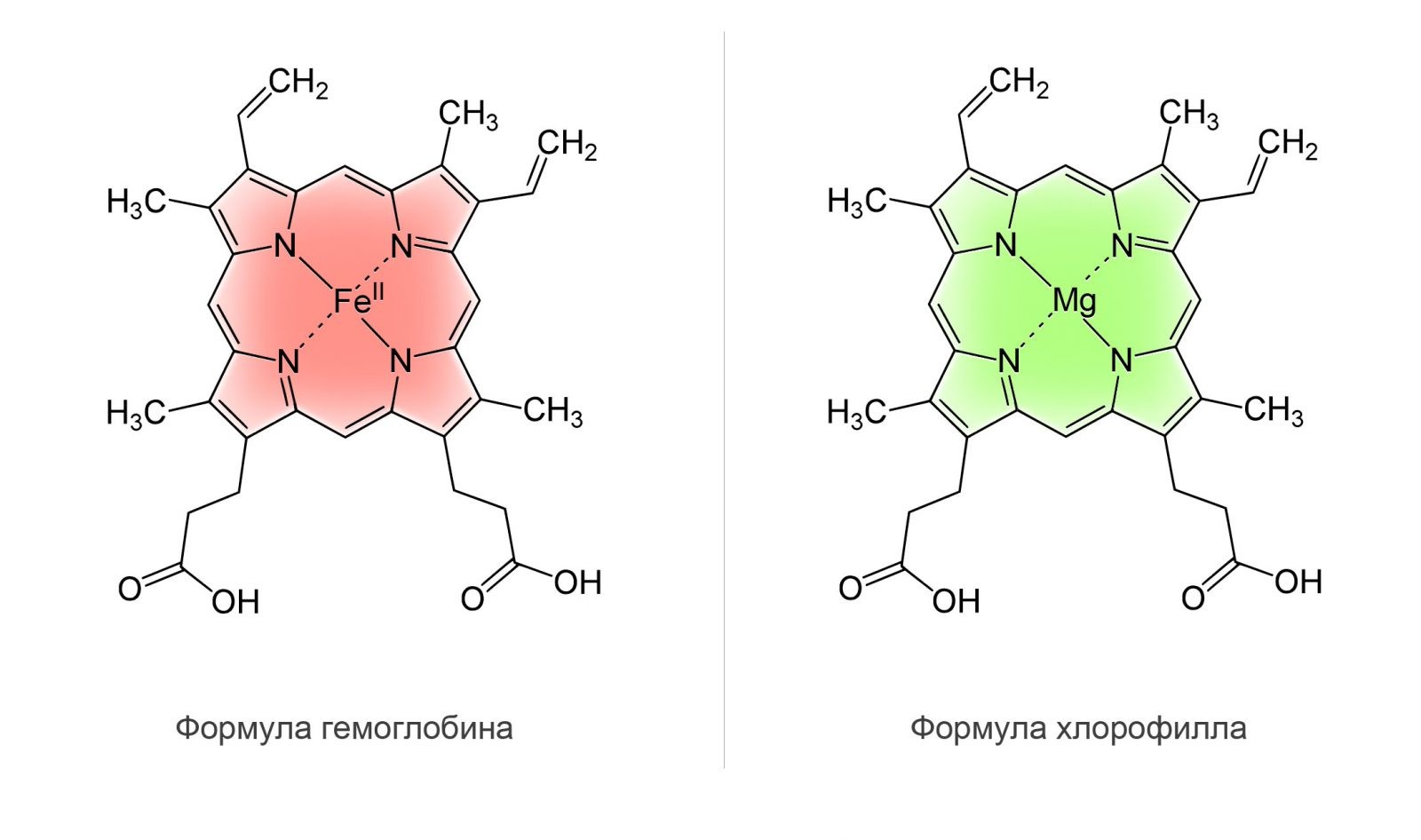 Chlorophyll Liquid — Жидкий Хлорофилл - 24