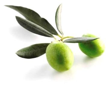 Olive Leaf — Листья Оливы - 10