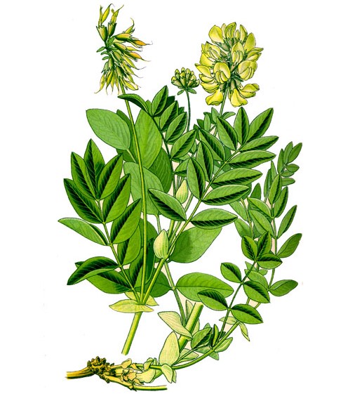 Astragalus — Астрагал - 6